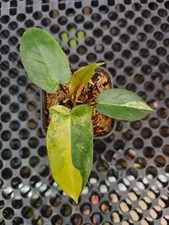 Philodendron Brown Beauty - raro ibrido (Florida Beauty × Black Billietiae)
