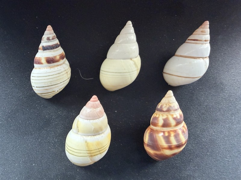 #J Lot of 5 large beautiful F+/F++ Liguus Fasciatus 44-45mm land snail shells