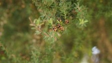 **TEEBAUM: 100% NATURREINES &Auml;THERISCHES &Ouml;L - BESTE QUALIT&Auml;T AUS AUSTRALIEN**