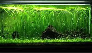 2 Jungle Vals - Buy 2 GET 1 FREE - Italian Val Vallisneria Live Aquarium Plants - Picture 9 of 12