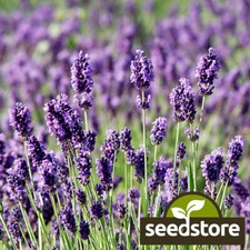 Munstead Lavender Seeds | Heirloom | Free Shipping | Herb Seeds | 1137