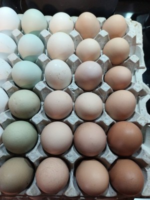 Barnyard Mix Hatching Eggs Assorted 18+