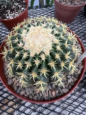 Echinocactus Grusonii Brevispinus SHORT SPINED BARREL -6” Full Pot