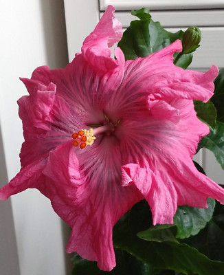 Hibiskus rosa sinensis Hibiscus Zimmerpflanze eBay