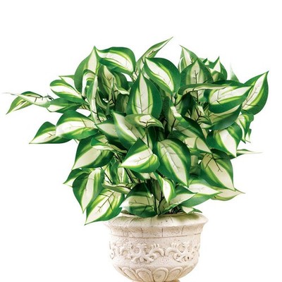 Set of 3 Hosta Bushes