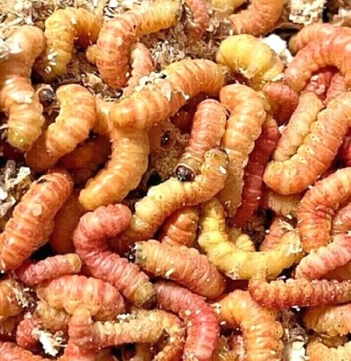 Live Butter Worms Trout Bait & Pet Reptile JUMBO Butterworm Living Pets Food