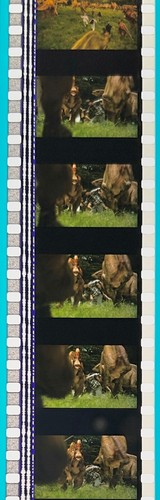Jurassic Park 3 2001 Very Rare Unmounted 35mm Film Cells - Picture 24 of 51