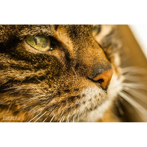 Lensbaby Velvet 56mm f/1.6 Lens for Canon RF - Image 4 of 4