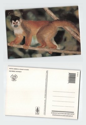 Vintage Postkarte Costa Rica Eichhörnchen Affe Tierwelt Foto um 1980-1990er Jahre