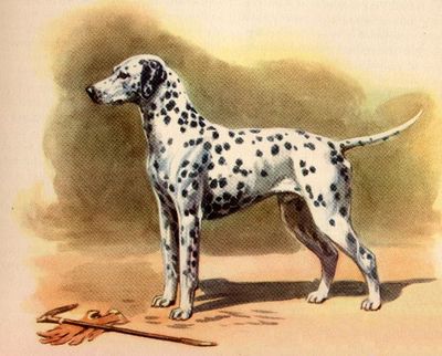 Dalmatian CUSTOM MATTED Color Dog Art Print Megargee
