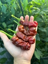 Chocolate Peter Pepper Seeds