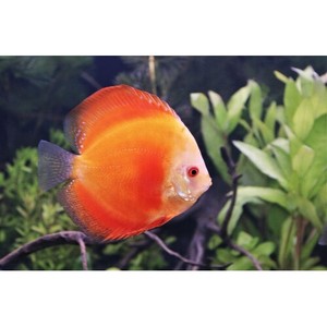 discus fish ebay