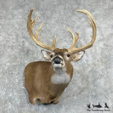 #26246 E+ | Whitetail Deer Taxidermy Shoulder Mount For Sale