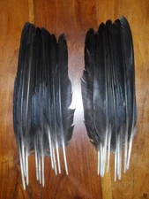 20 CROW QUILL  WING  FEATHERS. 9"to 10" FLY TYING .ART&CRAFT,JEWELLERY,FLORAL.