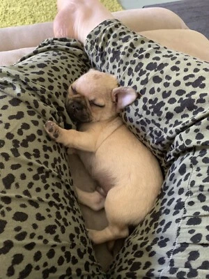 pugalier for sale gumtree