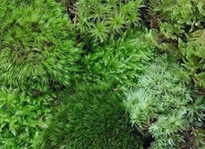 Live Moss(BUY1GET5)2oz sauce cup Assortment for Terrarium Vivarium Fairy Garden