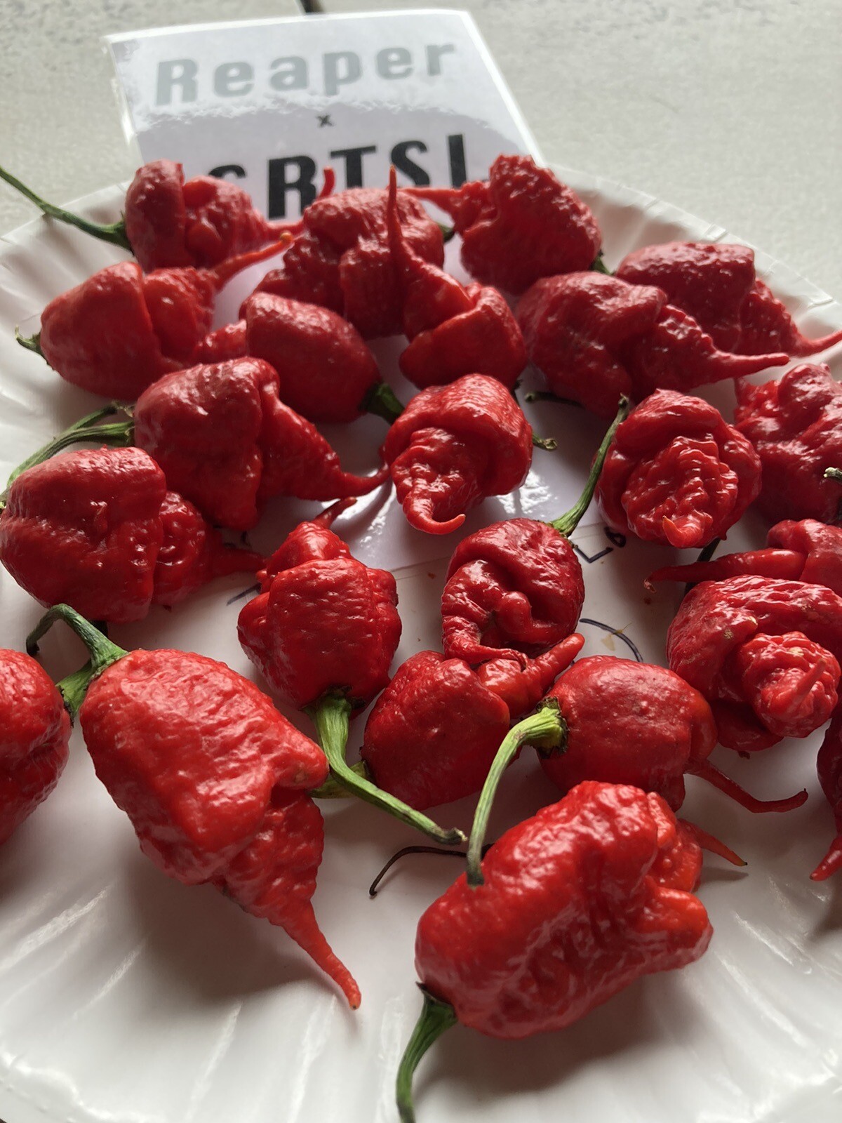 Carolina Reaper X SRTSL Hot Pepper Seeds 15+ Per Pack eBay