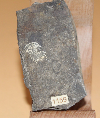 Acanthalomina Minuta Silur Trilobite - Sammlung - Auflösung 1159 Böhmen