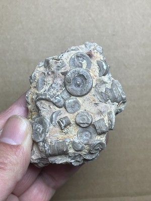 113g Beautiful Crinoid Landscape stone