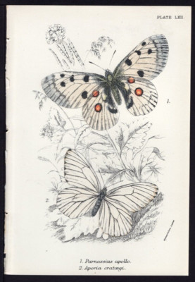 1896 Kirby  Antique Color Butterfly Print Apollo & Black Veined White