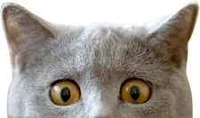 cat sticker peeking weatherproof bumper vinyl decal