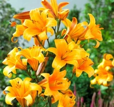 1 - Giant Hybrid Lily ORANGE PLANET Flower Bulb - EXTRA LARGE  7¼"  BLOOMS