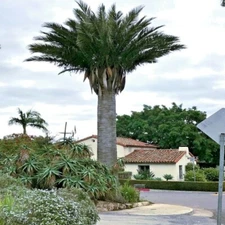 Chilean Wine Palm Tree Seeds (Jubaea chilensis) Largest Palm in World, Hardy-8