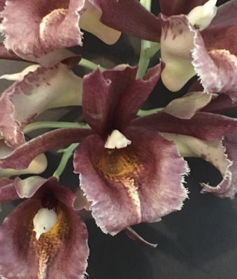 Clowesia Mark Margolis Red Sunset Mature Rooted Bulb