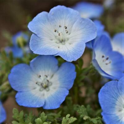 100 Baby Blue Eyes Flower Seeds Nemophila Menziesii Menzie S Fl494 Ebay