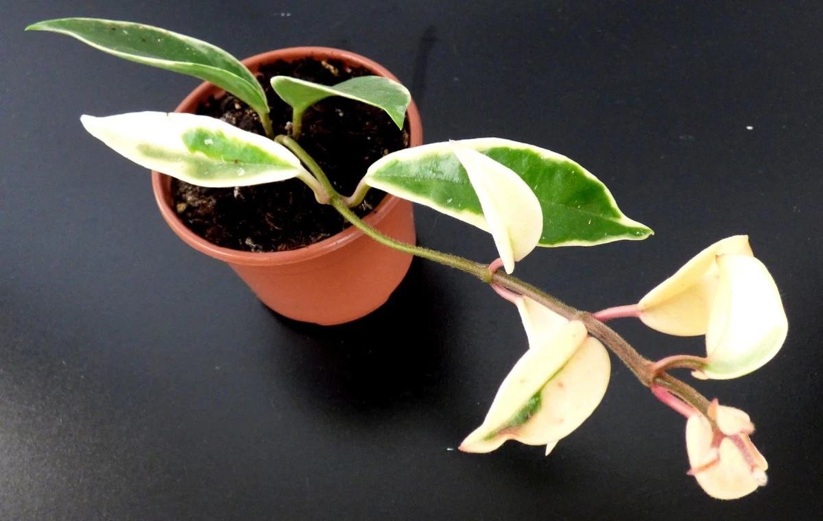 robusteste zimmerpflanze Zamioculcas ZZ-Pflanze 8090cm  Pflegeleichte robuste Zimmerpflanze