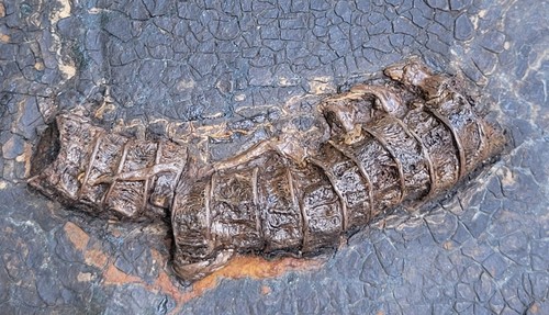 Rare Messel Pit Fish Fossil - Cyclurus keheri Vertebrae - Eocene Germany