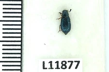 Cleridae sp., A1, Iran, L11877