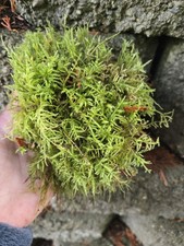 Live Fern Moss Gallon Bag for Terrarium Vivarium Fairy Garden Natural Decor