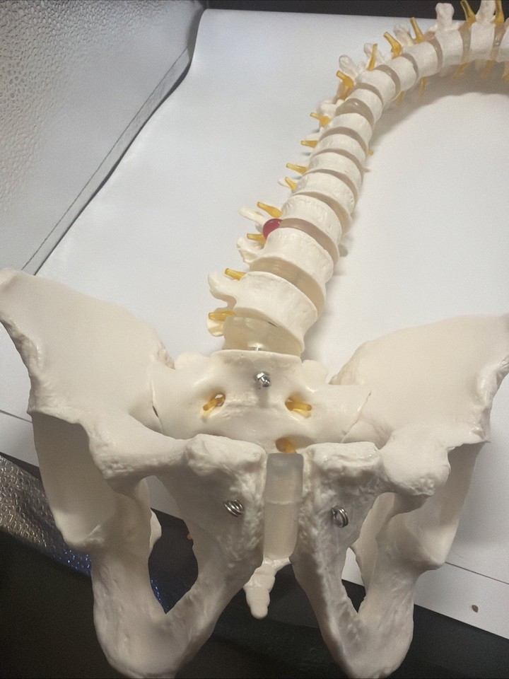 Didactic Flexible Spinal Column Anatomy Model Human Skeleton Specimen ...
