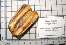 Pleistocene Steppe Bison Ice Age mammal large fossil tooth nice from Iowa #3