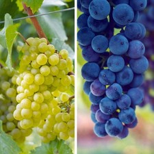 Vine Grape Hardy Shrub Fruit Plants 2 Variety Options 1