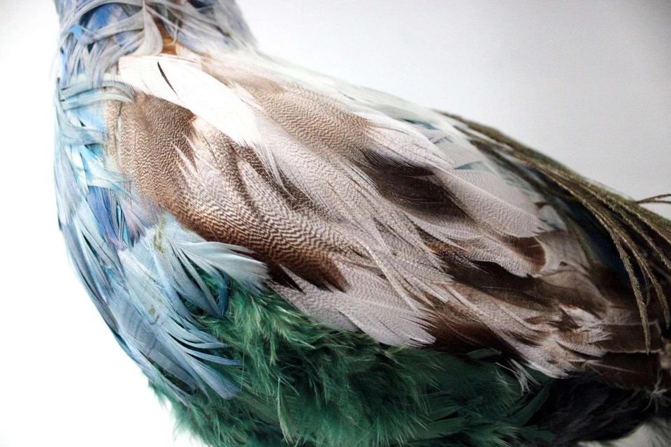 Precioso Pavo Real Taxidermia Relleno De Pie Foto 4 de 4