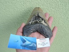 TOP - sehr großer Haizahn vom Megalodon 13cm aus South Carolina USA