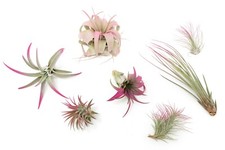 Raspberry Tillandsia Air Plants - Color Enhanced Easy Care Indoor/Outdoor