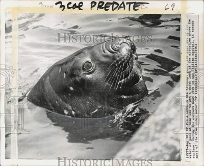 #ad 1961 Press Photo Sea Elephant in the water at Rome Zoo in Italy pio44500 $24.99