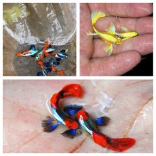 30 6 MIX GUPPY LIVE FISH - Dumbo Koi / Full Gold / Koi Red Ear
