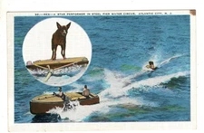 Star Performer Steel Pier Water Circus Alantic City New Jersey Vintage Postcard