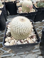 Epithelantha micromeris Small Cactus Succulent Live Plant