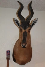 Taxidermy Hartebeest Head Shoulder Mount Africa Safari Hunt Whitetail Deer Zebra