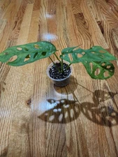 Monstera Adansonii Swiss Cheese Plant Cutting Fully Rooted On Clear Pot