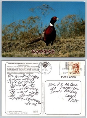 Continental Kansas Ringnecked Pheasant Postcard