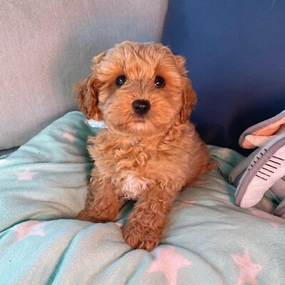 gumtree teddy bear puppies