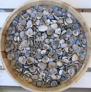 Muschelbruch Muscheln Herzmuscheln Basteln Dekorieren Grau Weiss Maritim 400 G Ebay