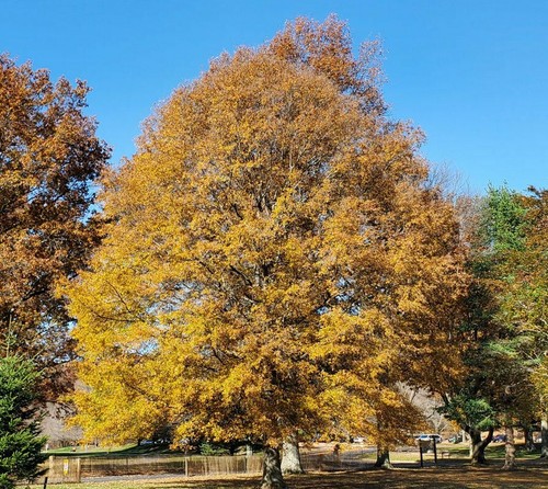 柳树橡树 Live 植物 12 18 高苗 夸脱容量的锅 栋属植物phellos Ebay