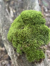 Live Pincushion Mood Moss Mix - 1 Sq Ft Organic Terrarium Fairy Shade Garden